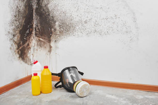 Best DIY Mold Remediation Support Services in East Basin, UT