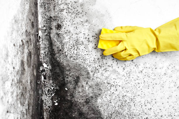 Best Residential Mold Remediation in East Basin, UT