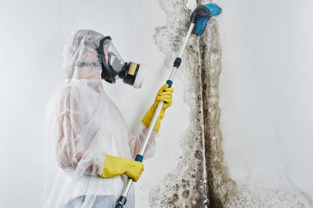 Reliable East Basin, UT Mold Remediation Solutions