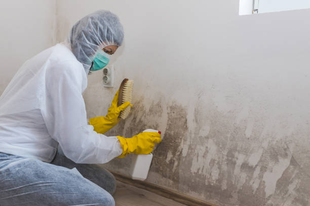 Best HVAC Mold Remediation in East Basin, UT