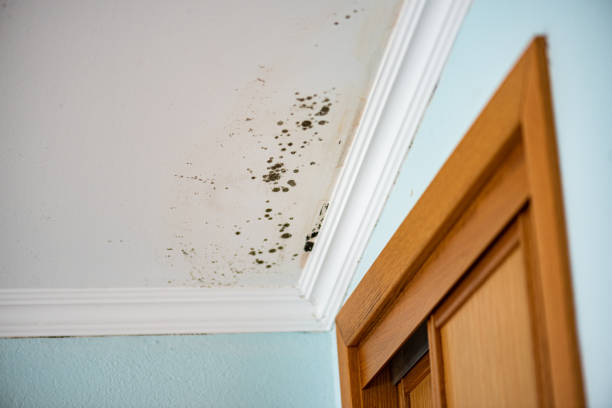 Best Kitchen Mold Remediation in East Basin, UT