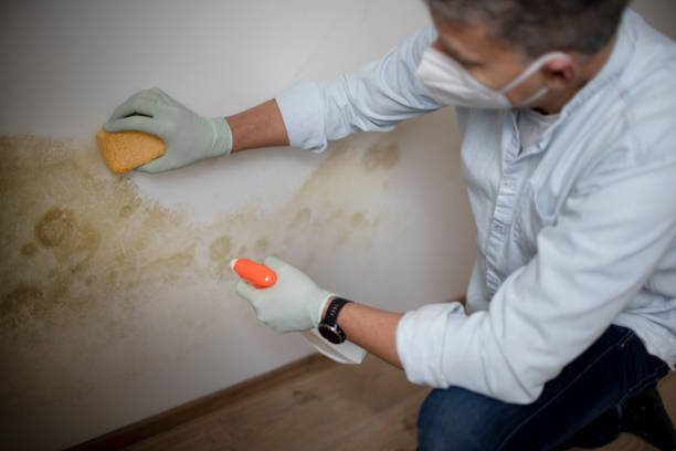 Best White Mold Remediation in East Basin, UT