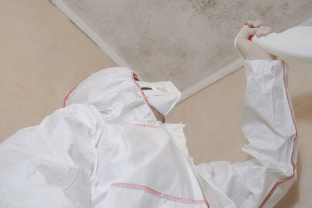 Best Attic Mold Remediation in East Basin, UT