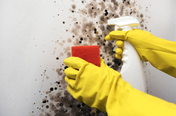 Best Commercial Mold Remediation in East Basin, UT