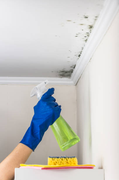 Best Emergency Mold Remediation in East Basin, UT